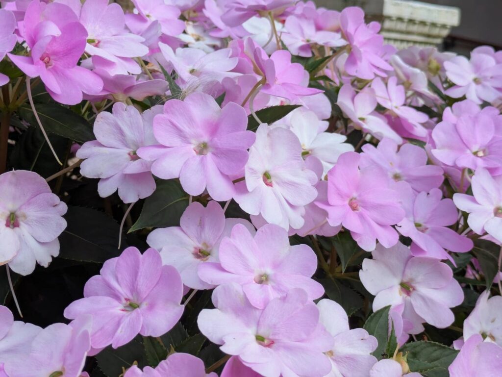 ６月という時期